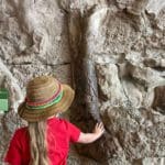 A young girl reaches out to touch a large dinosaur fossil embedded in a rock at the Dinosaur National Monument in Utah.