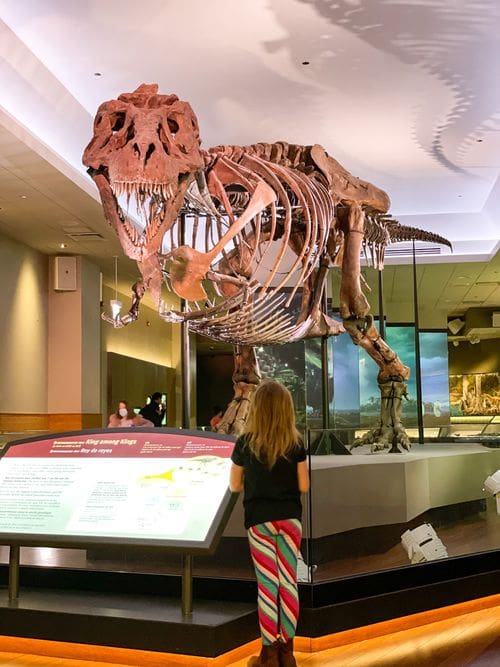 A young girl looks up at a T-Rex skeleton at the Field Museum in Chicago, one of the best dinosaur museums in the United States for families.