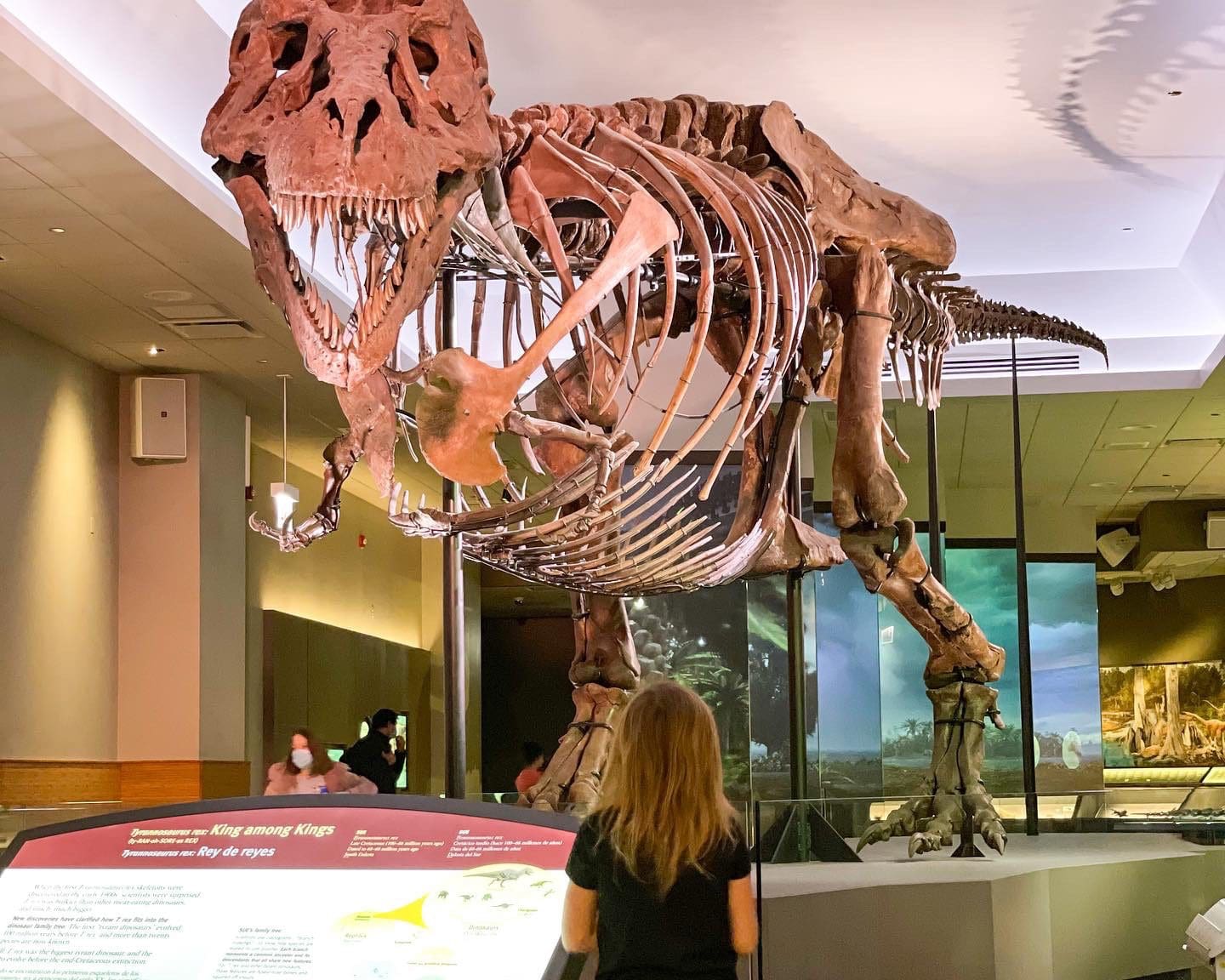 A young girl looks up at a T-Rex skeleton at the Field Museum in Chicago, one of the best places to visit in the US during Easter Break with kids!