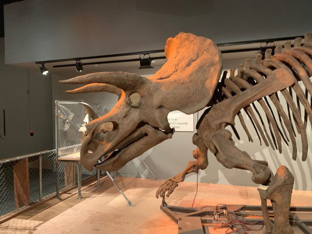 A profile view of a Triceratops skeleton head and shoulders at the Smithsonian National Museum of Natural History.