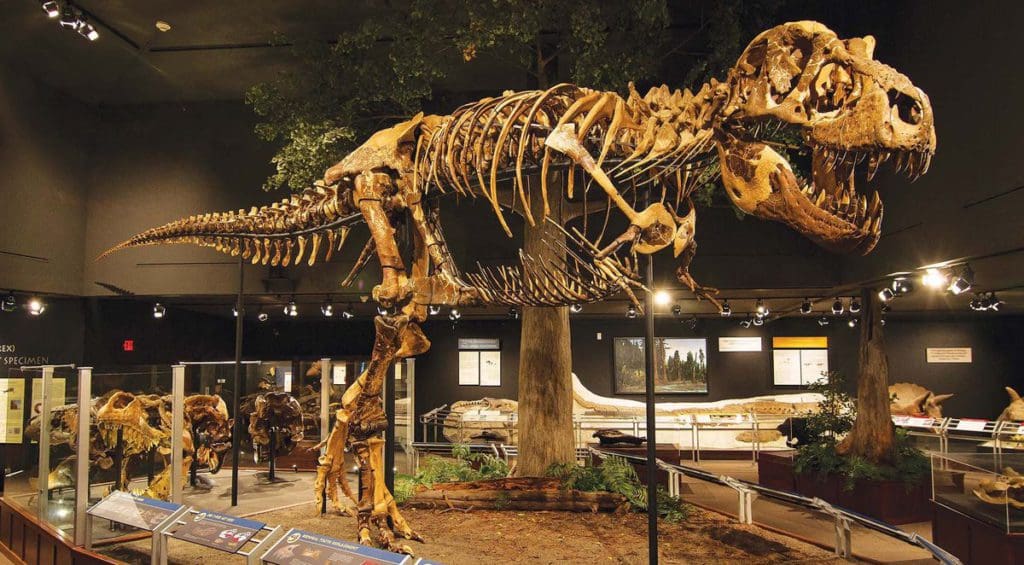 Inside the Hall of Horns and Teeth at the Museum of the Rockies, showcasing a variety of dinosaur fossils, one of the best dinosaur museums in the United States for families.