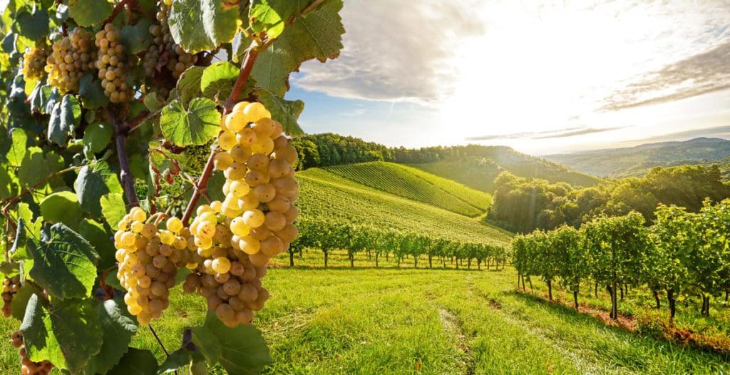 A vineyard in California, featuring large white grapes and large fields in the distance.