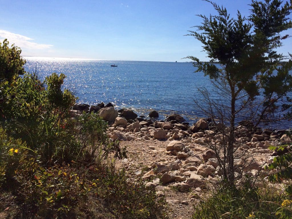 A view through the trees at Bluff Point State Park, featuring a view of the water.