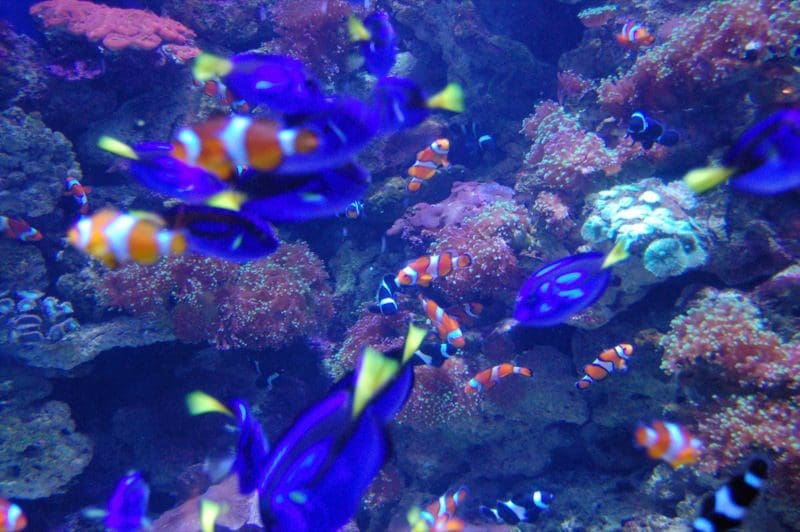 Several colorful fish swim amongst coral at the Aquarium of the Pacific, one of the best things to do in LA with teens.