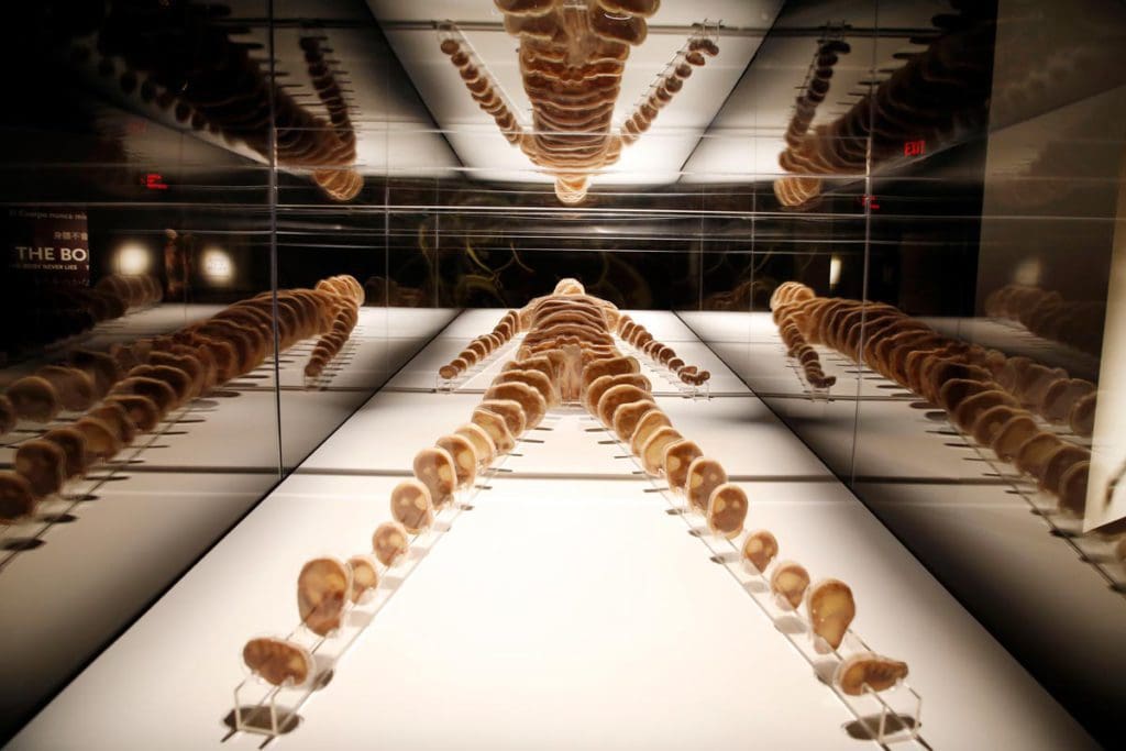 A skeleton stretched out on an exhibit table at Bodies...The Exhibition.