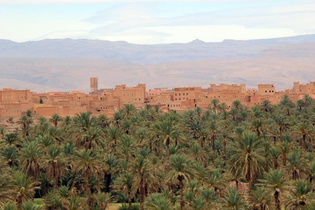 A view of a Moroccan village across the treetops in the desert.