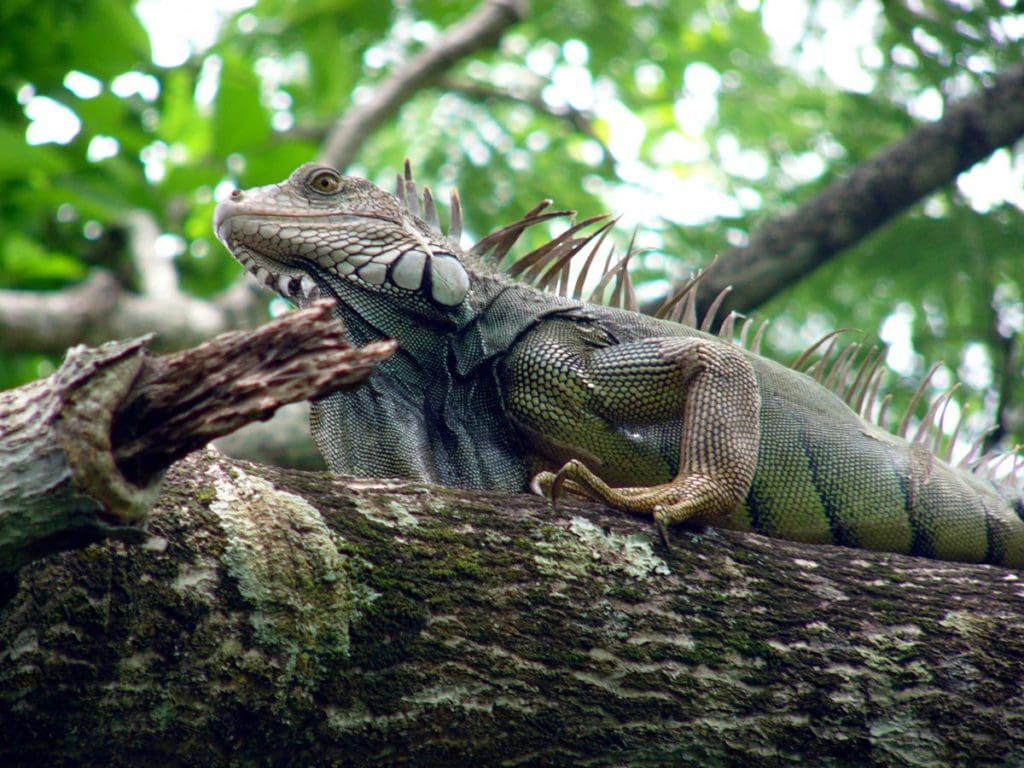 A large iguana rests along a high branch in the Costa Rican rainforest.