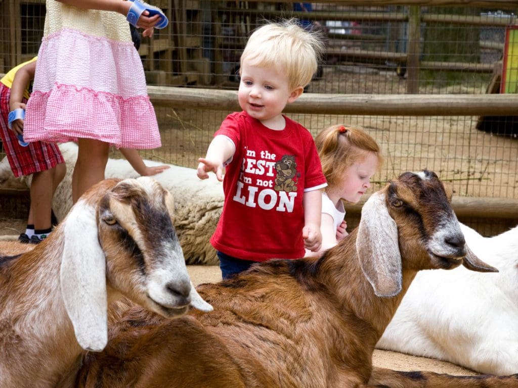 Kids pet and play with goats inside a pen at Zoo Atlanta, one of the best places for an East Coast road trip for families.