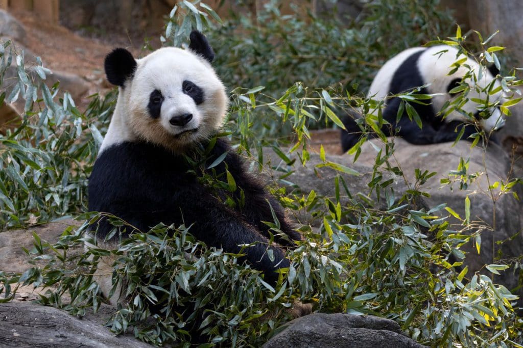 Two pandas eat bamboo at Zoo Atlanta, one of the best places to visit with your young daughter in America.