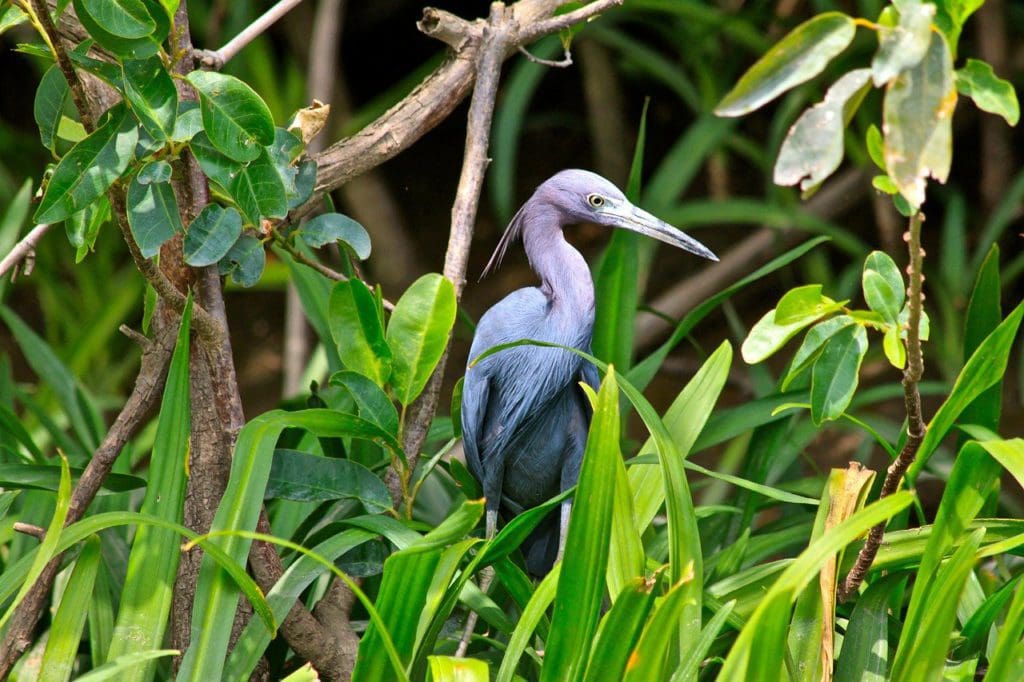 A tropical bird peaks its head out of the reeds in Palo Verde National Park.