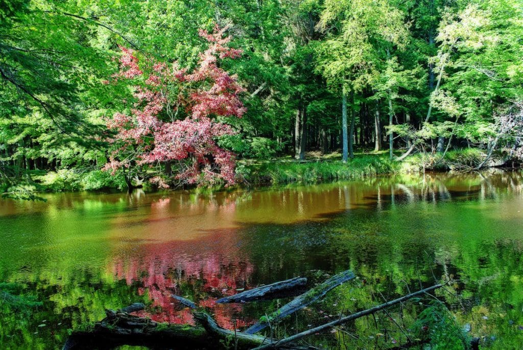 A scenic view with Brunet Island State Park, featuring a peaceful river and lush greenery.