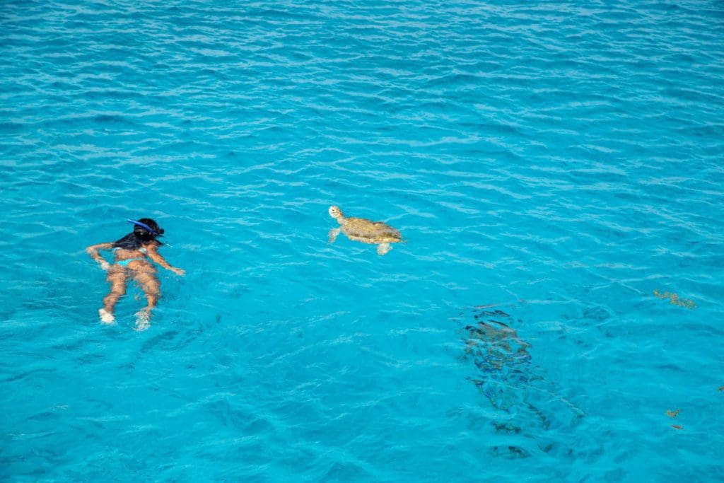 A young girl snorkels along the surface of the ocean near a sea turtle.