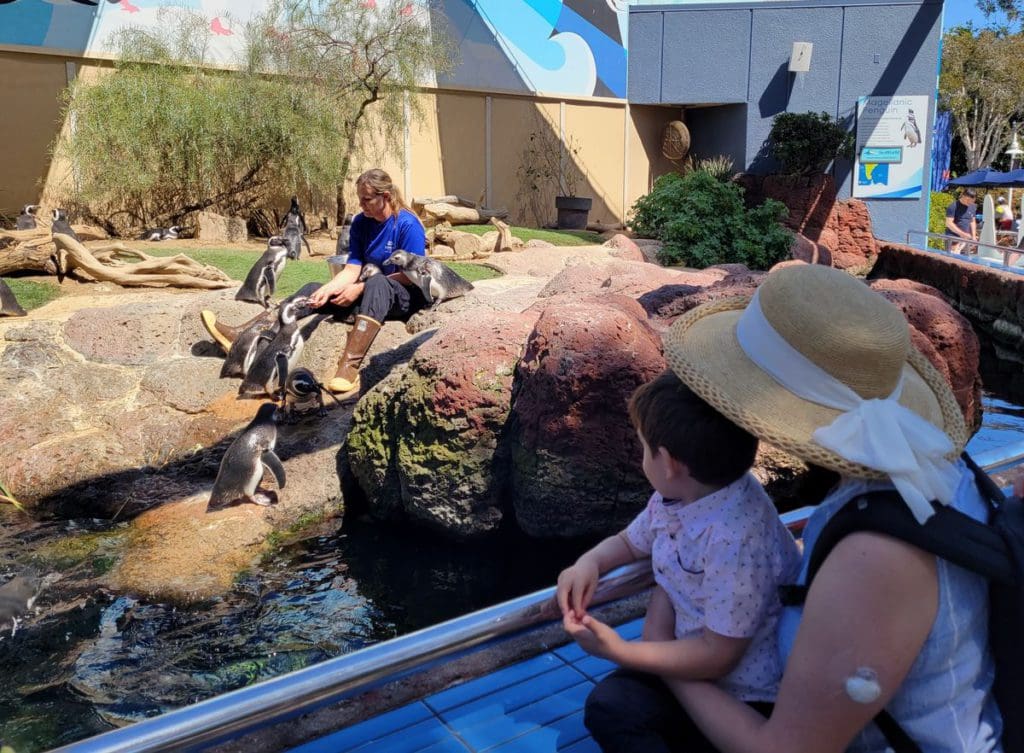 A woman and her infant son watch as a SeaWorld San Diego staff members works with penguins.