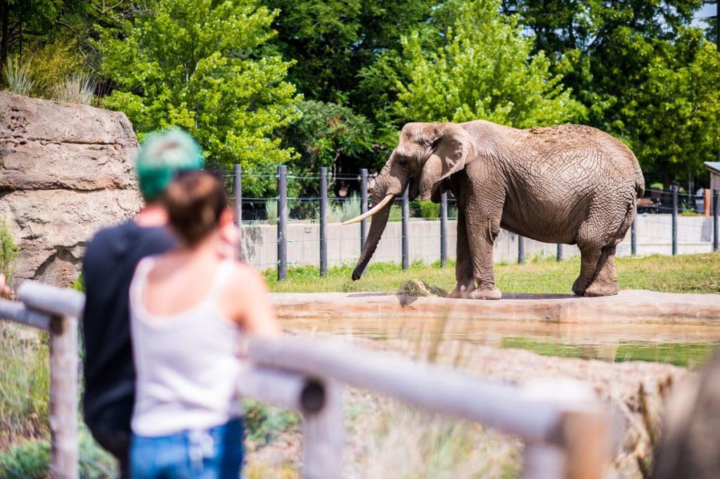 Two people look over the fence at an elephant at the Milwaukee Zoo.