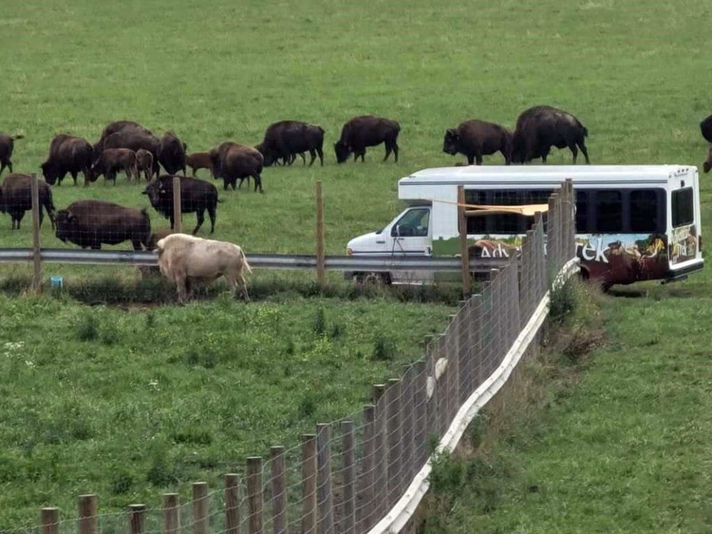 Bison wander a penned area, lush with grass, at Wildlife Prairie Park.