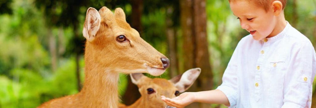 A young boy holds out his hand to feed the deer at Wisconsin Deer Park, one of the best places to visit in Wisconsin for families.