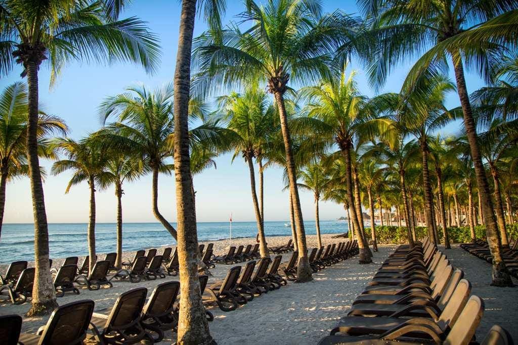 Three rows of beach loungers along the sand, and underneath palm trees, at Sandos Caracol Eco Resort.