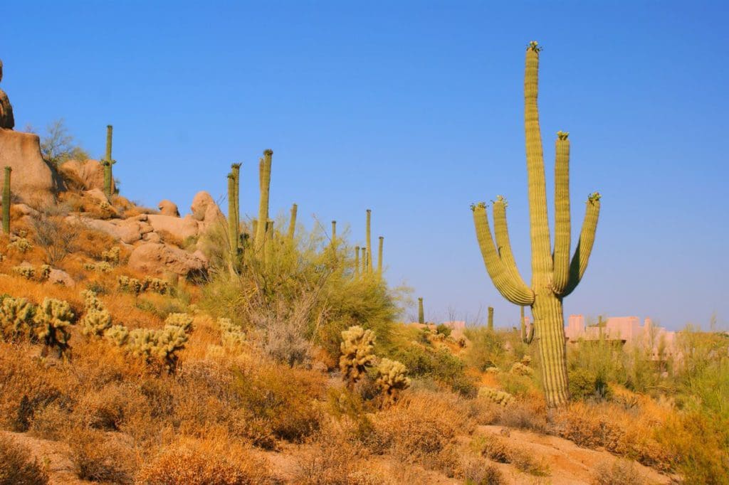 A cactus stands tall in the dessert of Scottsdale, Arizona.