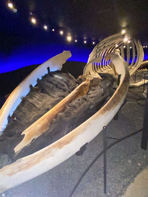 The skeleton of a whale at the Húsavík Whale Museum, a stop on this Iceland itinerary for families.