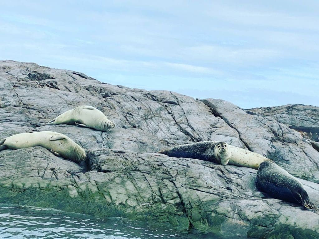 Several seals rest on the rocks of the Vatnsnes Peninsula.