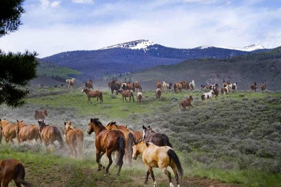 Horses running in a field with mountains in the distance at C Lazy U Ranch.