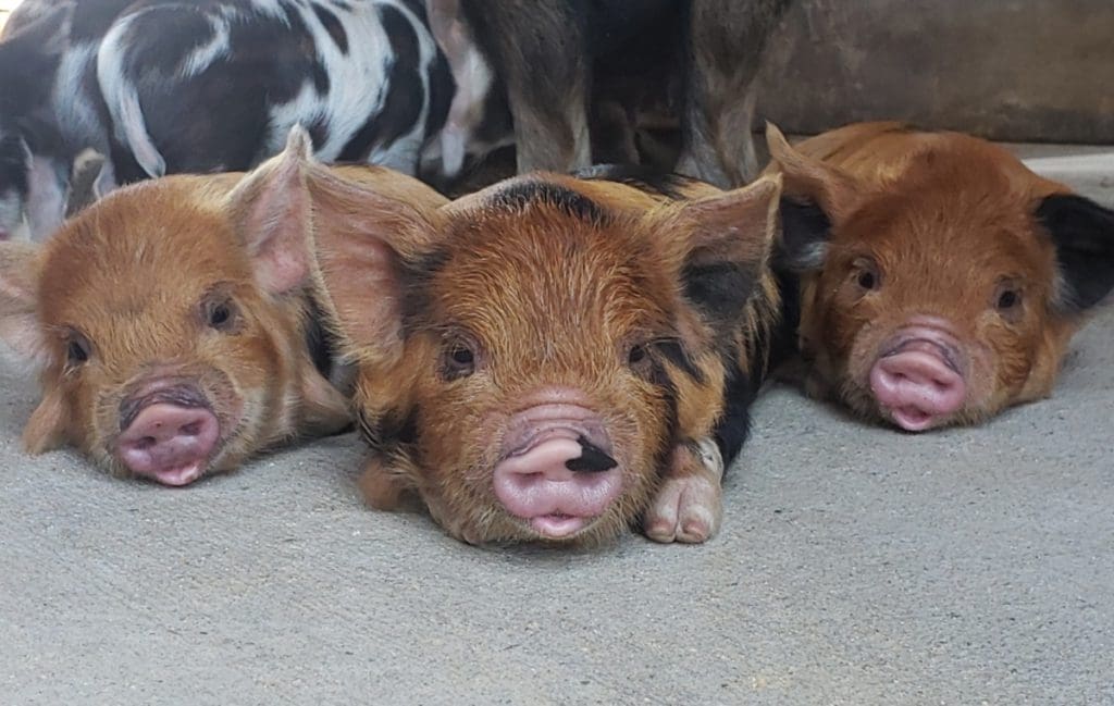 Three pigs lay side by side at Deer Tracks Junction, one of the best places in Michigan to visit with kids.