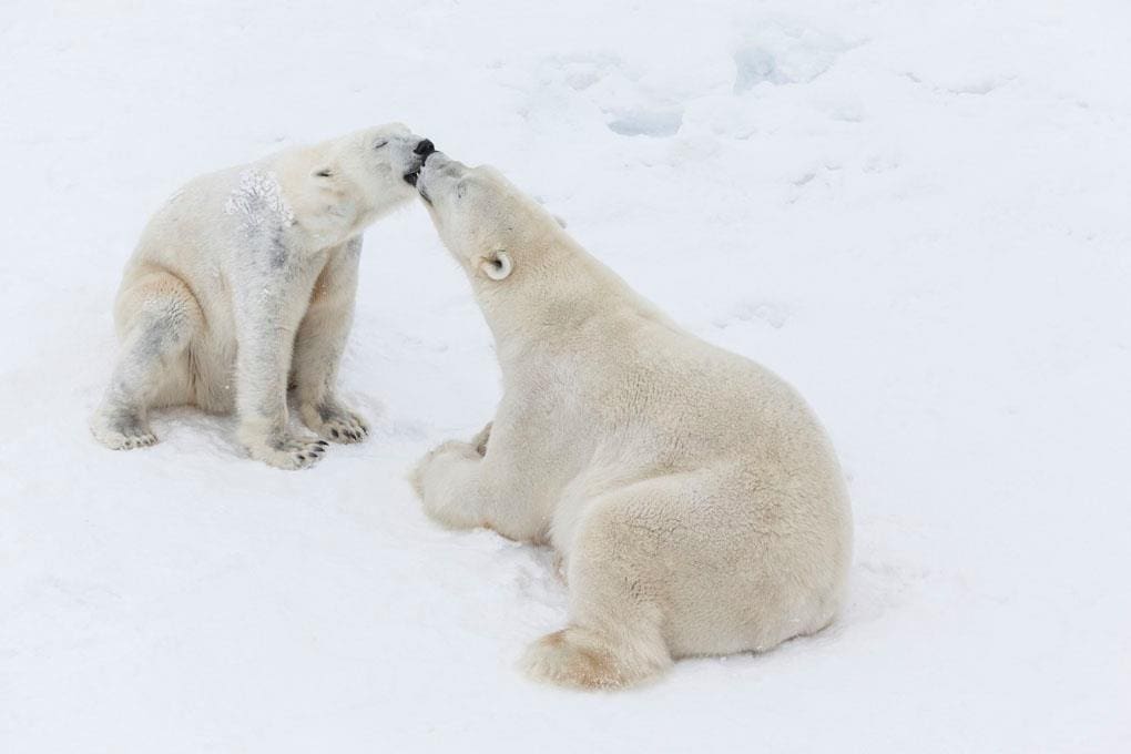 Two polar bears nuzzle in the snow in Finland.