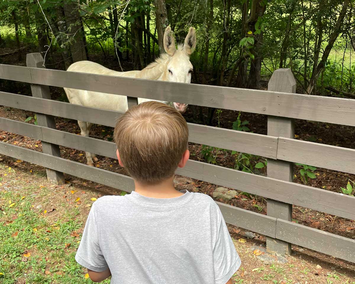 A young boy looks over a fence at a white horse.