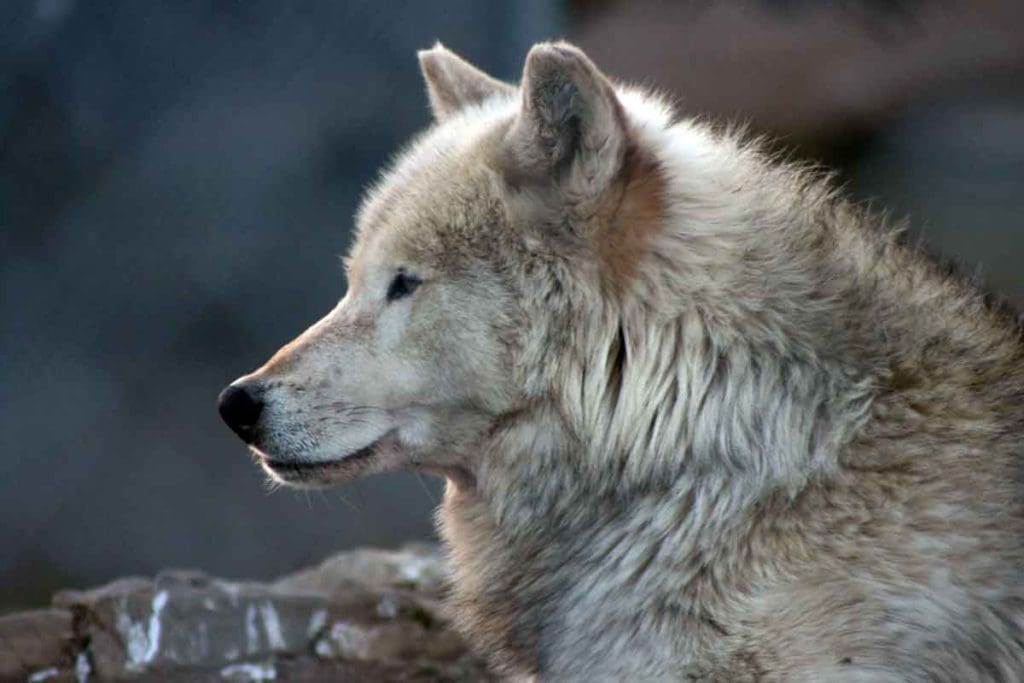 A close up of a wolf's head and shoulders at the California Wolf Center, one of the best places to visit in Julian with kids.