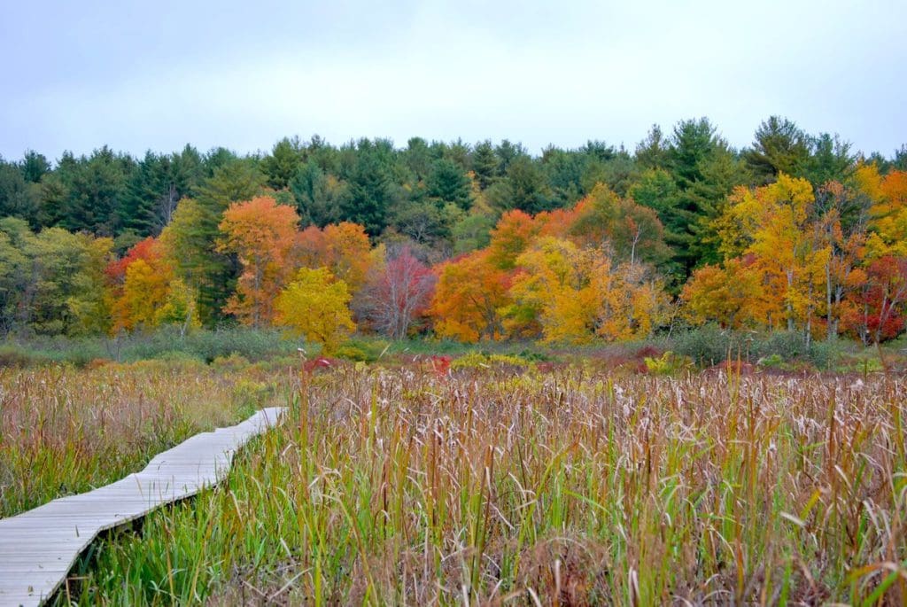 Vibrant fall foliage along a marsh boardwalk at White Memorial Boardwalk in Litchfield, one of the best places to visit for fall in New England with kids.