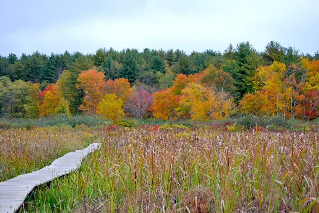 Vibrant fall foliage along a marsh boardwalk at White Memorial Boardwalk in Litchfield.