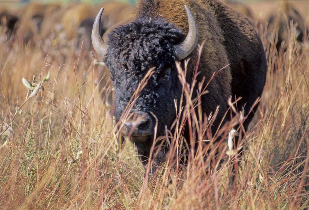 A bison walks through high grasses during the fall at Blue Mounds State Park.