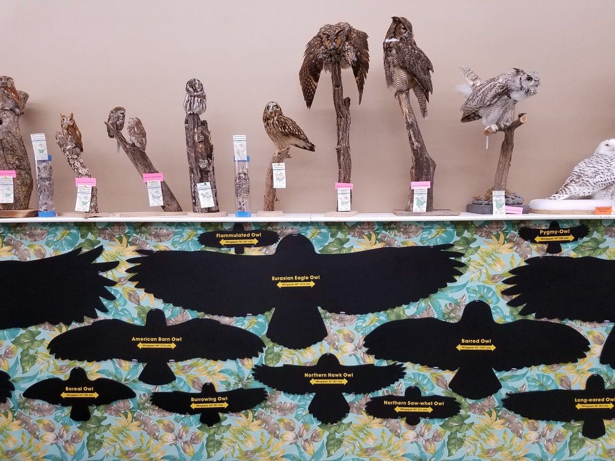 An exhibit featuring wings and bird wing spans at the International Owl Center, one of the best places to explore near the Twin Cities with kids.