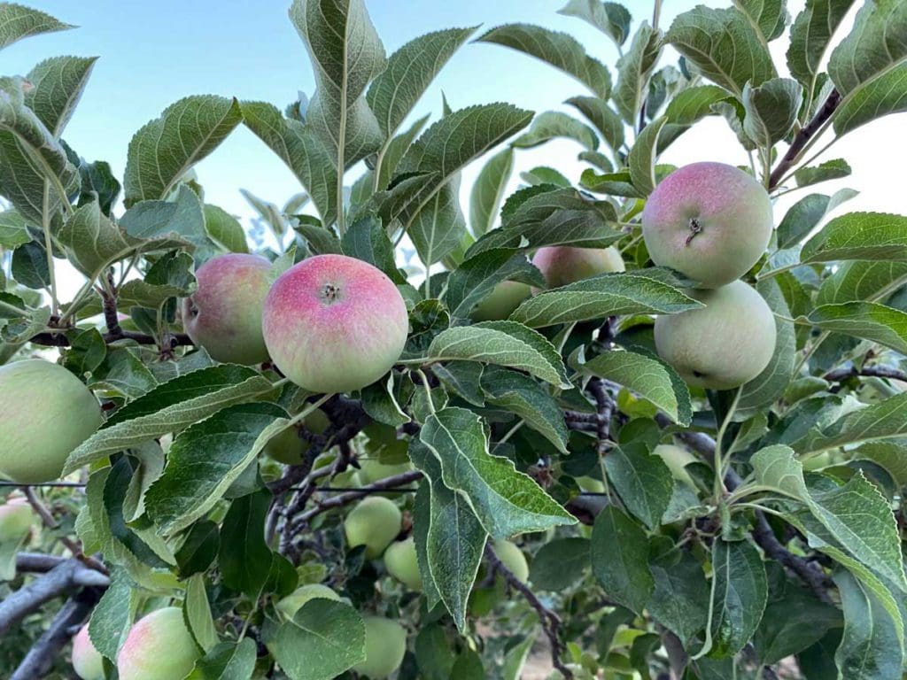 A close up of apples on a tree at Julian Farm and Orchard, one of the best places to visit in Julian with kids.