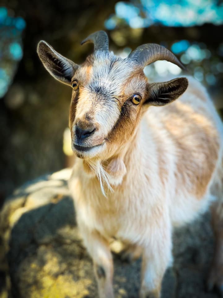 A goat looks up, while meandering the grounds of Julian Farm and Orchard.