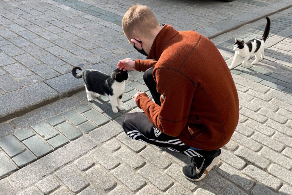 A young boy pets a stray cat while exploring the streets of Istanbul with his family.