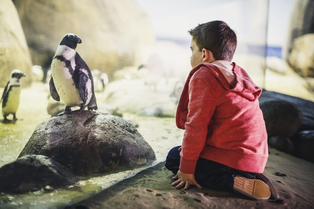A young boy looks through the glass at a penguin in an exhibit at the Minnesota Zoo.