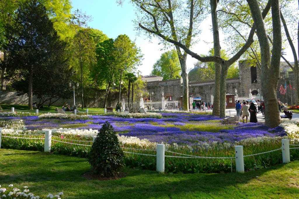 Bright blue flowers in a filed of green in Gülhane Park.