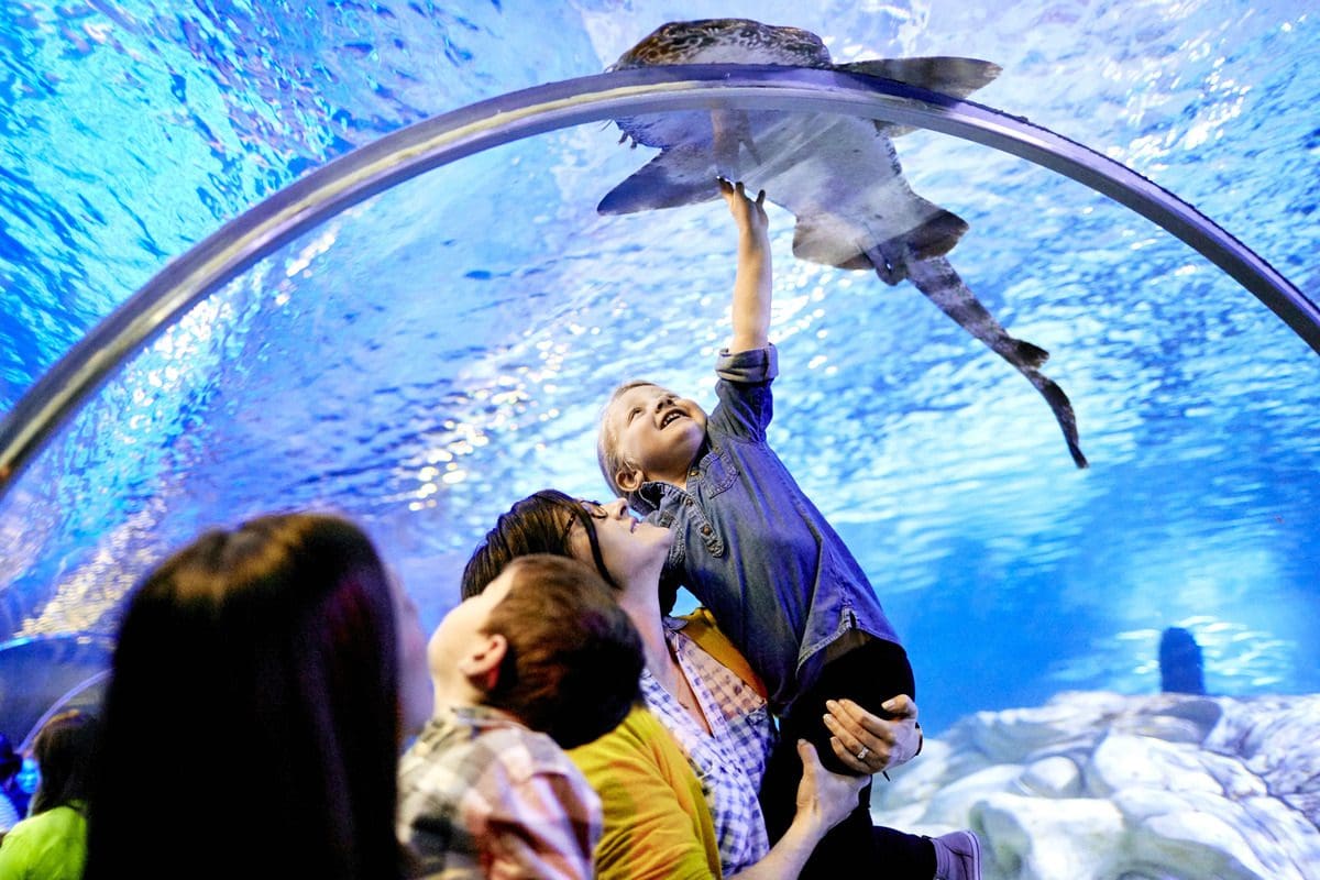 A young boy, held by his parent, reached up toward an overhead aquarium where a shark swims by.