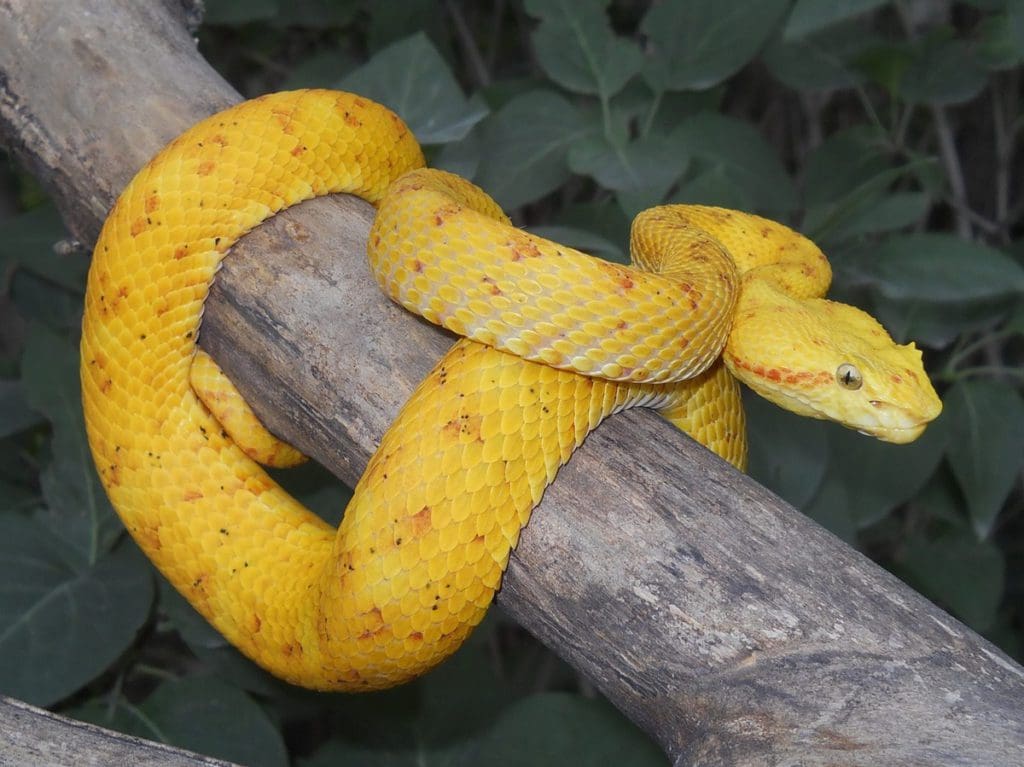 A yellow snake wrapped around a tree branch in an exhibit at RAD Zoo.