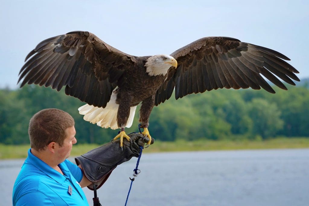 A staff member holds an eagle during a lecture at the National Eagle Center.