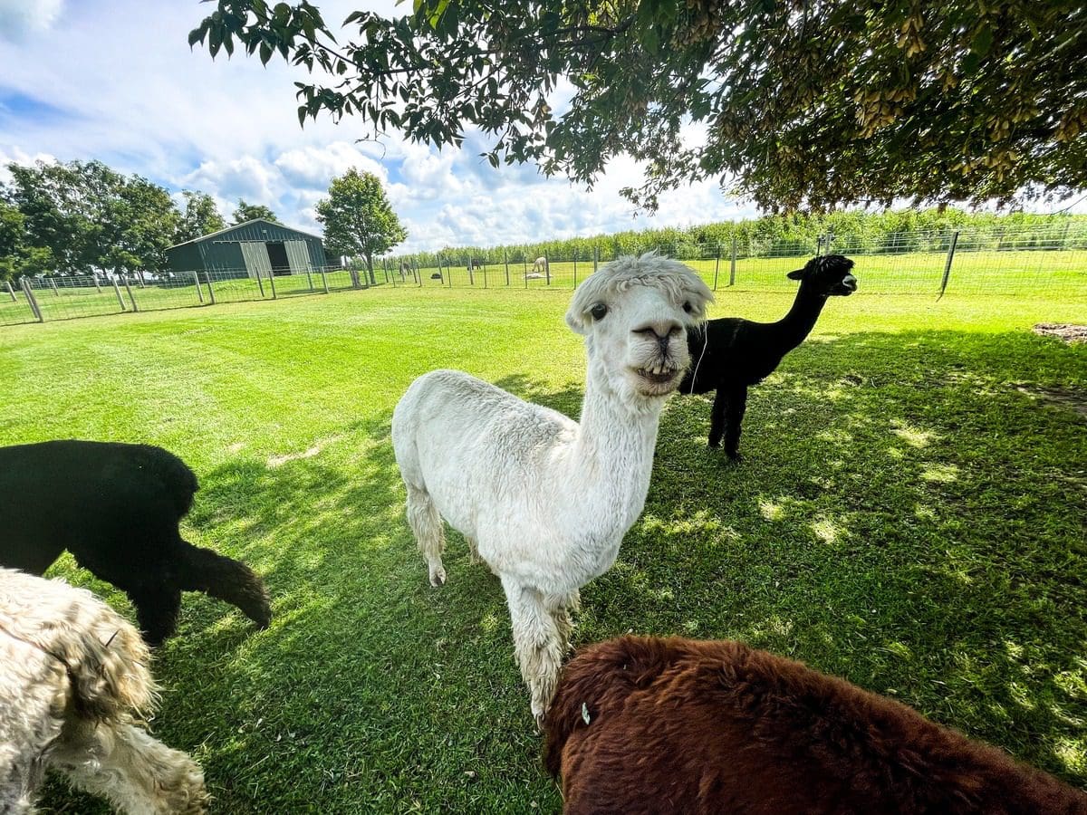 Several alpacas graze on a green lawn at Justorian Alpacas.