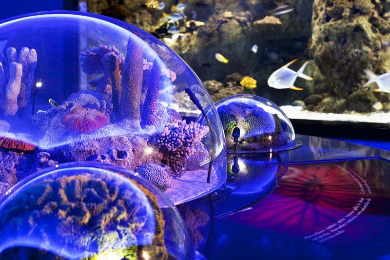 Two bubble-style aquariums at the Istanbul Aquarium, one of the best things to do on a family vacation to Istanbul.