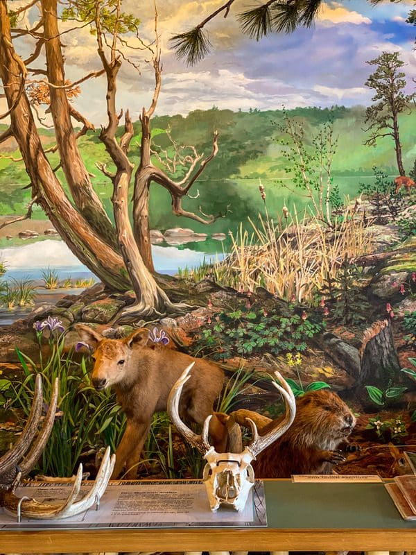 Inside the museum at Chik-Wauk Museum and Nature Center, featuring several animals native to northern Minnesota, including deer and moose.