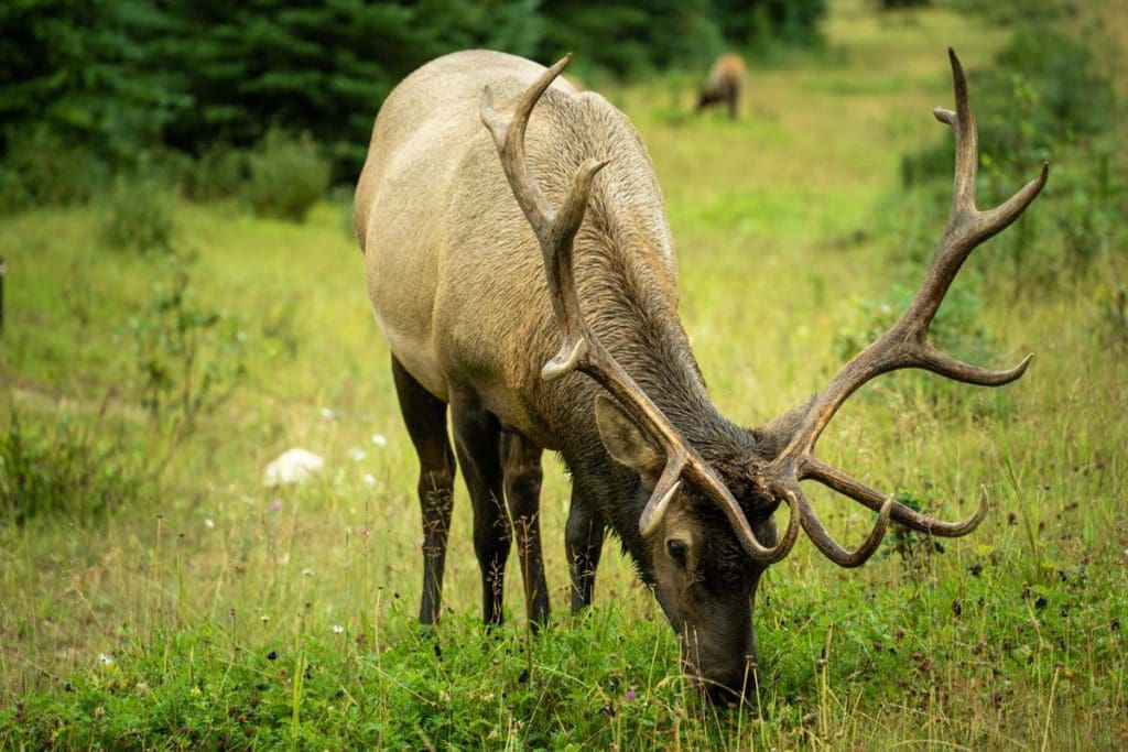An elk eating grass in Elk Island National Park.