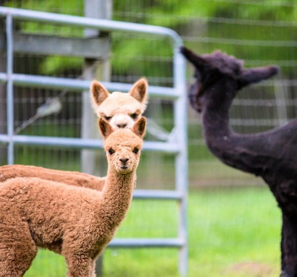 Three llamas explore a field at Lasso the Moon Alpaca Farm, one of the best family activities in North Georgia Mountains.