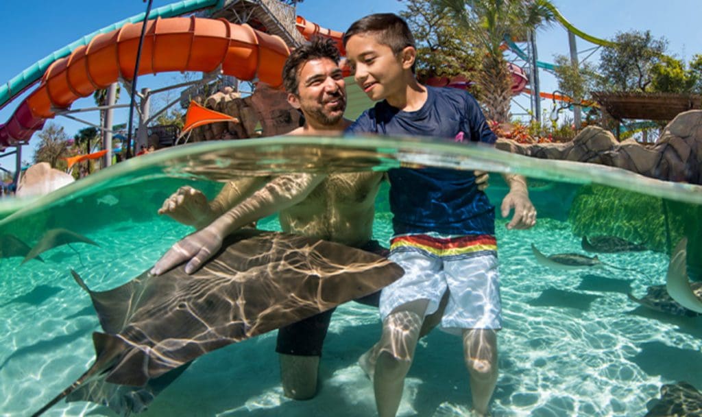 A dad and his son swim with string rays at SeaWorld San Antonio.