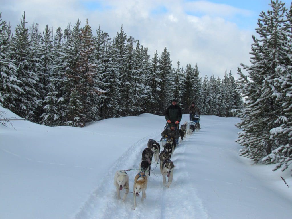 A dog-sled carrying passengers makes its way through the snow.