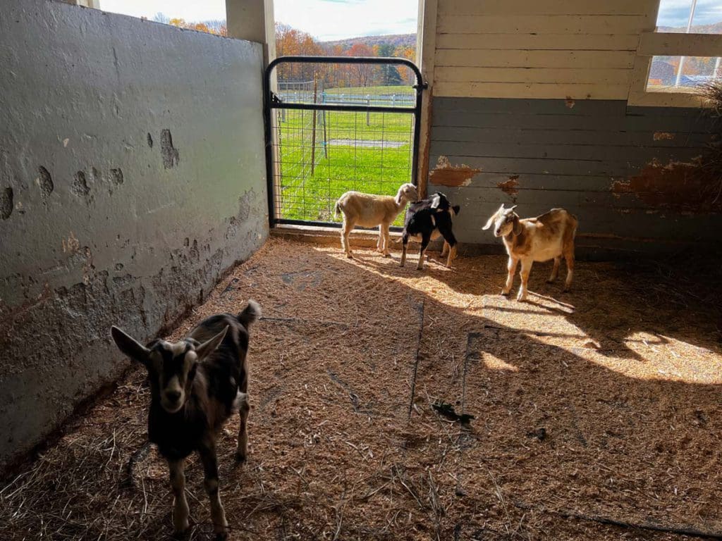 A barn area filled with baby goats at Hancock Shaker Village.