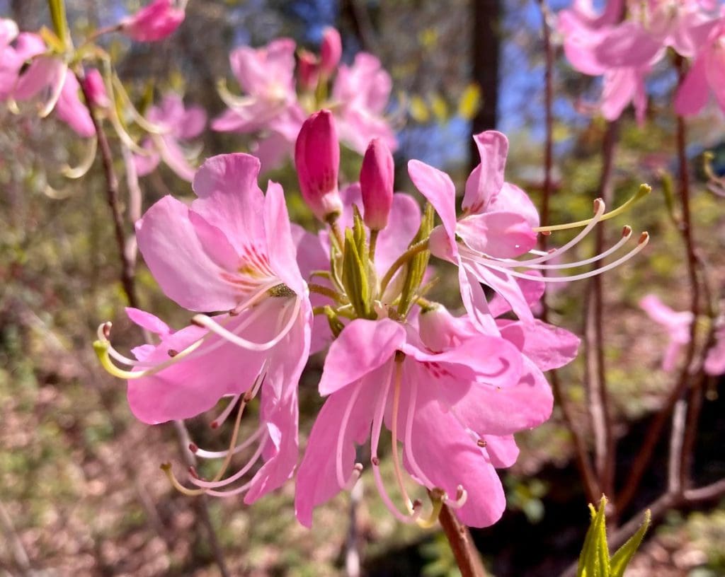 A lovely pink flower blooms at the Botanical Gardens at Asheville.